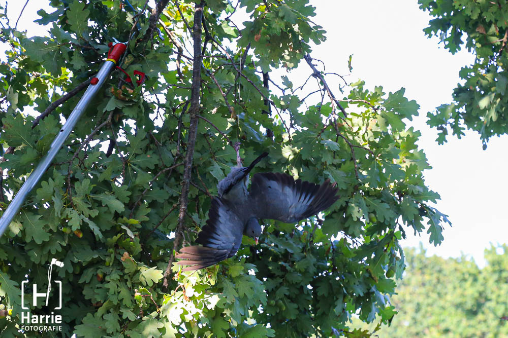 Duif vast in boom_2023.jpg